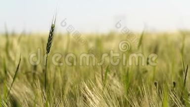 小麦作物在田野上逆天生长. 原创优质视频无需任何处理..